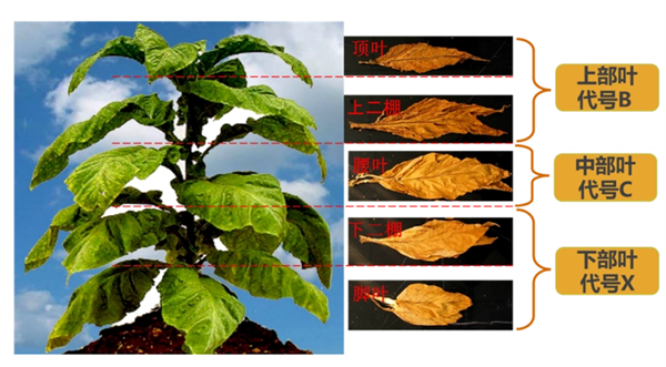 煙葉怎么分級(jí)？煙葉分級(jí)原理和方法